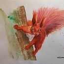 My project for course: Expressive Animal Portraits in Watercolor : Red Squirrel. Een project van Traditionele illustratie, Aquarelschilderen, Realistische tekening y Naturalistische illustratie van Charl van Staden - 08.07.2022