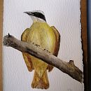 Mi proyecto del curso: Acuarela artística para ilustración de aves . Ilustrasi tradisional, Lukisan Cat Air, Gambar Realistis & Ilustrasi Naturalistik proyek oleh Rey Mauro - 07.10.2022