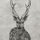 Mi proyecto del curso: Ilustración naturalista de animales con Procreate. Un proyecto de Ilustración tradicional, Ilustración digital, Dibujo realista e Ilustración naturalista				 de Tania Cotillas - 10.07.2022