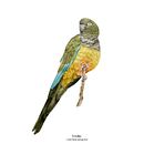 Mi proyecto del curso: Ilustración naturalista de aves con acuarela. Un proyecto de Ilustración tradicional, Pintura a la acuarela, Dibujo realista e Ilustración naturalista				 de Claudia Nathalie - 11.07.2022