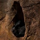 Intimidad Animal. Projekt z dziedziny Fotografia, Fotografia portretowa, Fotografia art, st, czna i  Fotografia plenerowa użytkownika Nuriki Moya - 15.07.2022