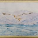 Gabbiano . Un proyecto de Pintura a la acuarela de Orietta Pierassa - 17.07.2022