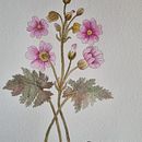 Mi proyecto del curso: Ilustración de la naturaleza con acuarela y plumilla. Un proyecto de Ilustración tradicional, Bellas Artes, Pintura, Dibujo, Pintura a la acuarela e Ilustración botánica de macarena andrea Oyarce Muñoz - 02.07.2022