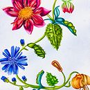 Mi proyecto del curso: Acuarela realista para composiciones botánicas. Traditional illustration, Painting, Drawing, Watercolor Painting, and Botanical Illustration project by Silvana Hernandez - 07.19.2022