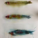 My project for course: Marine Universe Illustration in Watercolor . % derek9 tarafından hazırlanan Geleneksel illüstras, on, Tablo, Sulubo, a Resim, Doğalcı İllüstras, Ve on projesi - 07.19.2022