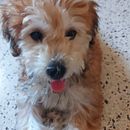  Embroidered Pet Portraits. Un progetto di Artigianato di Emna Boukhris - 22.07.2022