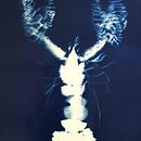 Homard végétal. Photograph, Fine-Art Photograph, Floral, Plant Design, and Fine Arts project by Carasco / Emilie Lacour - 07.25.2022