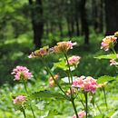 Bosque el Centinela Guad, Méx . Fotografi, Dan Fotografi Digital proyek oleh Rey Mauro - 07.26.2022