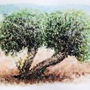 Olive Tree: Natural Landscapes in Watercolor. Een project van Traditionele illustratie y Aquarelschilderen van miro_pobox - 29.07.2022