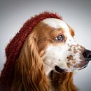 Mi proyecto del curso: Introducción a la fotografía de perros Ein Projekt aus dem Bereich Fotografie, Porträtfotografie, Studiofotografie, Dokumentarfotografie, Lifest, le-Fotografie und Interieurfotografie von i_amezquita77 - 01.08.2022