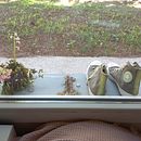 Baby Acrylics . % Öykü Doğa Tansel tarafından hazırlanan Akrilik Bo, ama, Tablo, Ve Çizim projesi - 08.02.2022