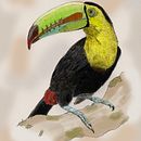 Ilustración naturalista con bolígrafo : Tucan pico iris. Un proyecto de Ilustración tradicional, Dibujo, Dibujo realista e Ilustración naturalista				 de kaklabe - 05.08.2022