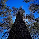 Proyecto Final de Curso: Un Viaje por el Bosque -Isla de la Toja . Un progetto di Fotografia con smartphone, Fotografia all'aperto e Fotografia per Instagram di luisagalvis1001 - 26.05.2022