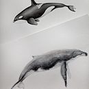 Meu projeto do curso: Técnicas de ilustração naturalista: baleias em aquarela. Projekt z dziedziny Trad, c, jna ilustracja, Malowanie akwarelą, Ilustracja naturalist i czna użytkownika Laura Hauly - 08.08.2022