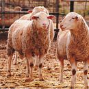 Expressive animal projects in watercolour final project. Un projet de Aquarelle de winter_05 - 08.08.2022