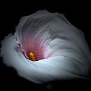 silent beauty. Un progetto di Fotografia di Fabio Lasala - 10.08.2022