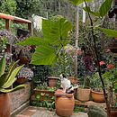 Mi proyecto del curso: Diseño de espacios verdes para tu casa. Paisagismo, Design floral e vegetal, e Design de espaços projeto de Erika Medina - 15.08.2022
