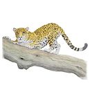 Mi proyecto del curso: Ilustración científica de animales en acuarela. Projekt z dziedziny Trad, c, jna ilustracja, Malowanie akwarelą, R, sunek realist, czn, Ilustracja naturalist i czna użytkownika herbertismatul - 16.08.2022