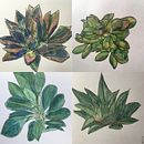 My project for course: Botanical Sketchbooking: A Meditative Approach. Un proyecto de Ilustración tradicional, Bocetado, Dibujo, Pintura a la acuarela, Ilustración botánica y Sketchbook de Sabine Neumann - 17.08.2022