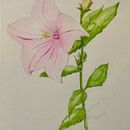 My project for course: Illustrating Nature with Watercolor and Pen . % Sharon Smithem tarafından hazırlanan Güzel sanatlar, Tablo, Çizim, Sulubo, a Resim, Botanik İllüstras, on, Geleneksel illüstras, Ve on projesi - 08.10.2022