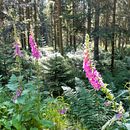 Travelling the Flowers and textiles of the world. Projekt z dziedziny Fotografia użytkownika Frau von Sab - 19.08.2022