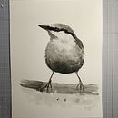 My project for course: Artistic Watercolor Techniques for Illustrating Birds. Un proyecto de Ilustración tradicional, Pintura a la acuarela, Dibujo realista e Ilustración naturalista				 de barbarazanelli - 13.08.2022