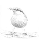 Mon projet du cours : Techniques artistiques d'aquarelle pour illustrer les oiseaux. Un proyecto de Ilustración tradicional, Pintura a la acuarela, Dibujo realista e Ilustración naturalista				 de Nathalie PRADAL - 24.08.2022