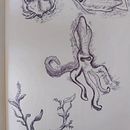 Mediterranean Sea Creatures in pen.. Traditional illustration project by Stuart Wilson - 08.24.2022