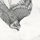 A Eulogy for Animals lost - Drawings for an exhibition about wildlife trafficking. Traditional illustration, Pencil Drawing, Drawing, Realistic Drawing, Artistic Drawing, Naturalistic Illustration, and Fine Arts project by Amy Dover - 08.24.2022