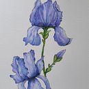Il mio progetto del corso: Illustrazione della natura con acquerelli e penne. Een project van Traditionele illustratie,  Beeldende kunst, Schilderij,  Tekening, Aquarelschilderen y  Botanische illustratie van Arianna Rebecchi - 28.08.2022