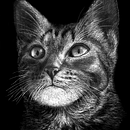 Felis silvestris catus. Traditional illustration project by Jorge Bernard - 08.28.2022