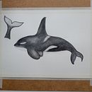Mi proyecto del curso: Técnicas de ilustración naturalista: ballenas en acuarela . % mipropianube tarafından hazırlanan Geleneksel illüstras, on, Poster Tasarımı, Dijital İllüstras, on, Ve Manga projesi - 08.29.2022