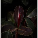 My Garden . Fotografi Seluler, Fotografi Luar Ruang, Dan Fotografi Instagram proyek oleh bonesharon - 08.30.2022