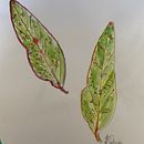 Leaves - My first watercolour attempt. Projekt z dziedziny R, sunek botaniczn i Malowanie akwarelą użytkownika helen_371012 - 31.08.2022