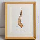Cuerno de vaca. Serie acuarela "Agricultura biodinámica". Projekt z dziedziny Trad, c, jna ilustracja, Design, Craft,  Sztuki piękne, Projektowanie graficzne,  R, sunek, Malowanie akwarelą, R, sunek realist, czn,  R, sunek art, st, czn, R, sunek botaniczn, Ilustracja w i dawnicza użytkownika Toñi García - 01.09.2022