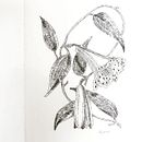 Flores com hachuras. Un proyecto de Ilustración tradicional de Mercia Liane Monteiro - 31.07.2021