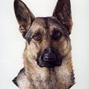 Watercolor Pet Portrait. Traditional illustration, Fine Arts, Painting, Watercolor Painting, Portrait Drawing, Realistic Drawing, and Naturalistic Illustration project by Megan Truax - 09.03.2022
