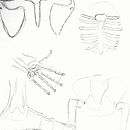Mi proyecto del curso: Dibujo anatómico de extremidades, manos y pies. Un progetto di Belle arti, Bozzetti, Disegno a matita, Disegno, Disegno di ritratti, Disegno realistico, Disegno artistico, Sketchbook, Disegno anatomico e Illustrazione con inchiostro di Abraham Salinas - 30.07.2022