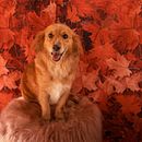 Meu projeto do curso: Introdução à fotografia de cachorros . % Leandro Garcia tarafından hazırlanan Fotoğrafçılık, Portre Fotoğrafçılığı, Belgesel Fotoğrafçılık, Ve Yaşam Tarzı Fotoğrafçılığı projesi - 09.22.2022