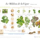 Projets d'illustrations botaniques scientifiques. Un proyecto de Ilustración botánica y Pintura a la acuarela de Vincent Jeannerot - 05.09.2022