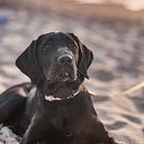 Mein Kursprojekt: Lifestyle-Fotografie mit Hunden. Photograph, Portrait Photograph, Instagram Photograph, Documentar, Photograph, Lifest, and le Photograph project by Katrin Hess - 09.08.2022