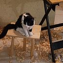 Mi proyecto del curso: Carpintería tradicional con herramientas manuales . % victor_davila_aguilar tarafından hazırlanan Sanat ve El Sanatları, Mobil, a Tasarımı ve Yapımı, Kendin Yap, Ve Ahşap işçiliği projesi - 09.16.2022