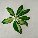 Meu projeto do curso: Desenho botânico realista em aquarela. Design, Traditional illustration, Fine Arts, Painting, Watercolor Painting, and Botanical Illustration project by Teresa M C Lopez - 09.18.2022