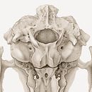 Rabbit Skull - ventral view. Un proyecto de Ilustración tradicional, Dibujo a lápiz e Ilustración naturalista				 de Ella Nitters - 20.09.2022