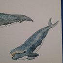 My project for course: Naturalist Illustration Techniques: Whales in Watercolor. Un projet de Aquarelle de Logan McMillan - 20.09.2022