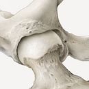 Hip Joint. Un proyecto de Ilustración tradicional, Dibujo realista, Dibujo a lápiz e Ilustración naturalista				 de Ella Nitters - 21.09.2022