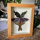 Butterfly. Embroider project by Christine Belin-Munier - 09.23.2022