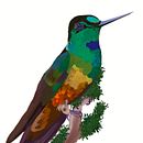 Colibrí Inca de Bogotá. Traditional illustration, Digital Illustration, and Botanical Illustration project by Sofia Gomez - 05.11.2022