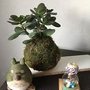 Mi proyecto del curso: Kokedamas: crea macetas naturales de musgo. Artesanato, Design de interiores, Paisagismo, Decoração de interiores, DIY, e Design floral e vegetal projeto de Marce Madeleine - 20.09.2022