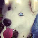 Fotos de mi mascota instagram: dolce.arte.photographer. Projekt z dziedziny Fotografia, Projektowanie ubrań i Postprodukcja fotograficzna użytkownika Alexis Fernando Quilindo T - 28.09.2022